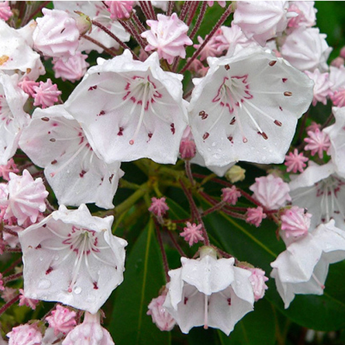 （画像用） マイケルミショー ブローチ 　シャクナゲ　再販！