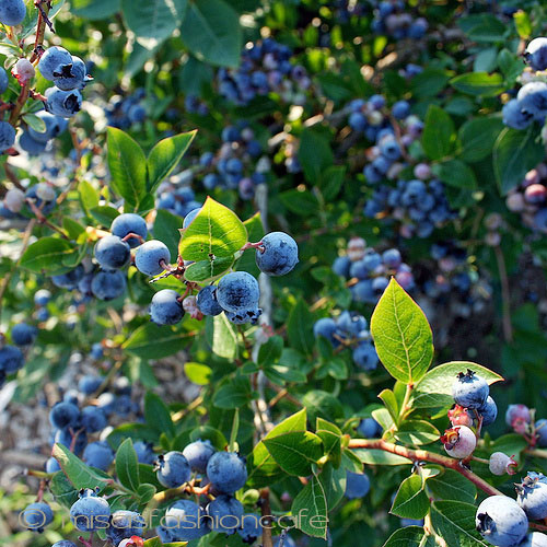 （画像用） Michaud ネックレス ブルーベリー再販！