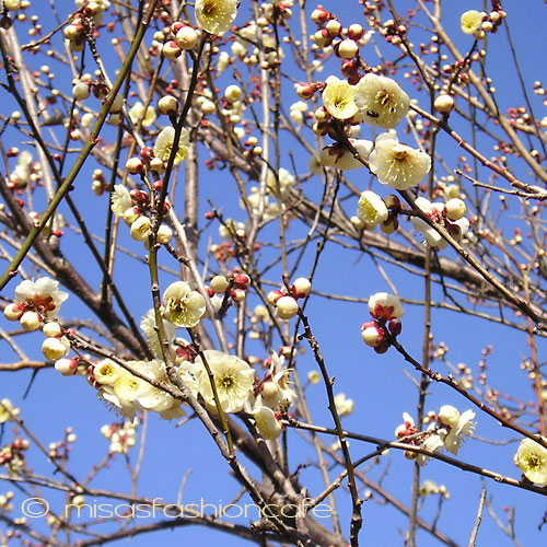 （画像用） マイケルミショーネックレス 真珠　梅の花　再販