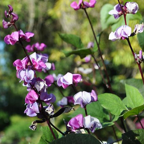 （画像用） Michaud 真珠ネックレス ヒヤシンスの花　再販！