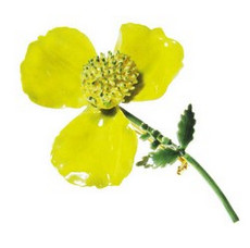 （画像用） Original By Robert　　 ブローチ