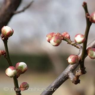 （画像用） Michaudイヤリング/ピアス 真珠　梅の花　再販！