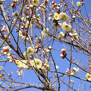 （画像用） マイケルミショーネックレス 真珠　梅の花　再販