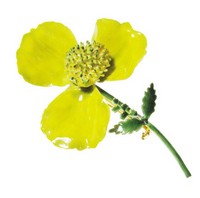 （画像用） Original By Robert　　 ブローチ