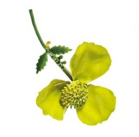 （画像用） Original By Robert　　 ブローチ